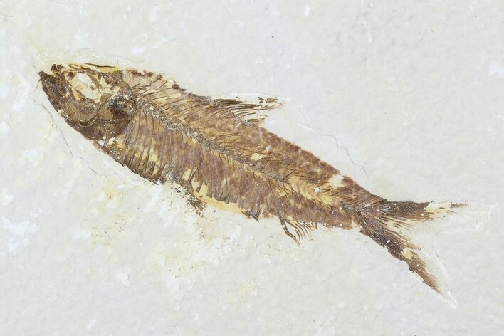 Detailed Fossil Fish (Knightia) - Wyoming #99228
